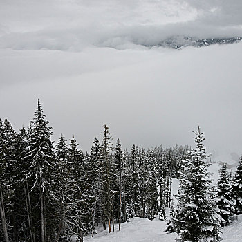 积雪,常青树,山,惠斯勒,不列颠哥伦比亚省,加拿大