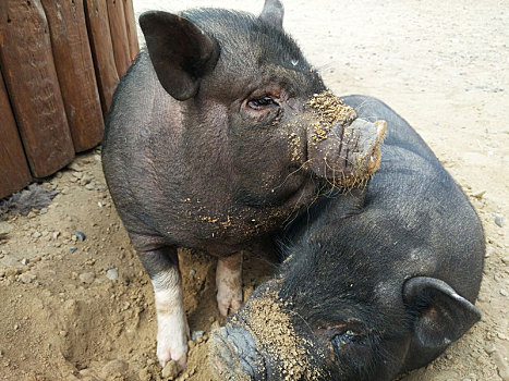 两个,小,黑色,猪