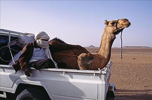 骆驼,运输,利比亚,撒哈拉沙漠,珍贵,货物,母亲,白天,老,柏柏尔人,物主,路线