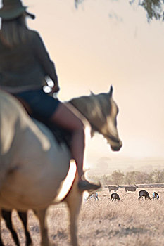 女人,骑马,旅行队,斯坦陵布什,南非