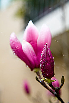 花卉,木兰花