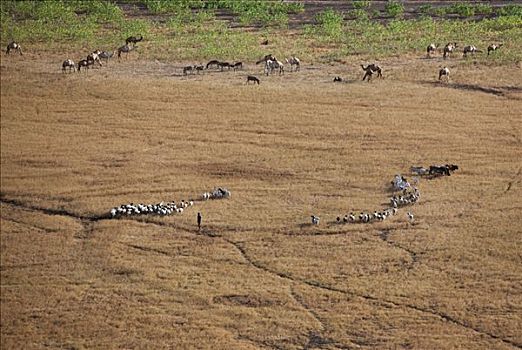 牲畜,放牧,干草,边缘,无水,北方,肯尼亚