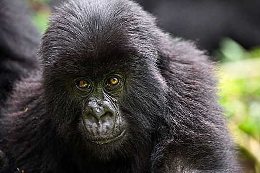 山地大猩猩,大猩猩,幼小,火山国家公园,卢旺达