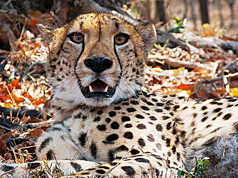 印度豹,俘获,濒危物种,中心,禁猎区,南非