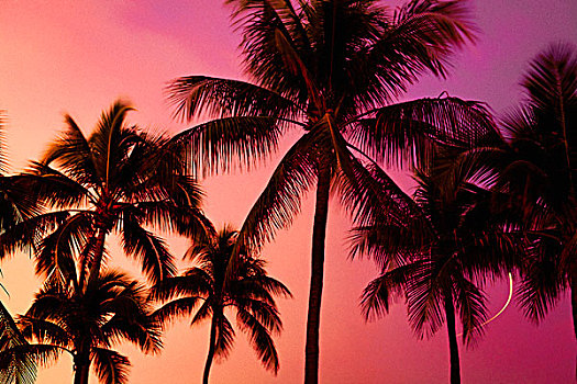 仰视,剪影,棕榈树,天空,日落