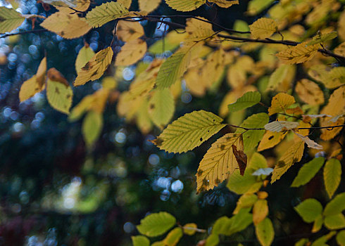 叶子,秋天,树,气候,暖色