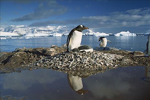巴布亚企鹅,父母,巢穴,围绕,洪水,水,南极半岛