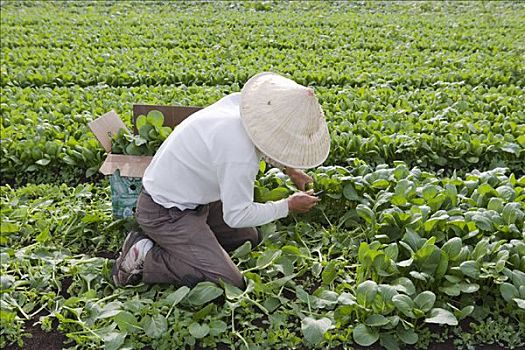 农民,挑选,菠菜