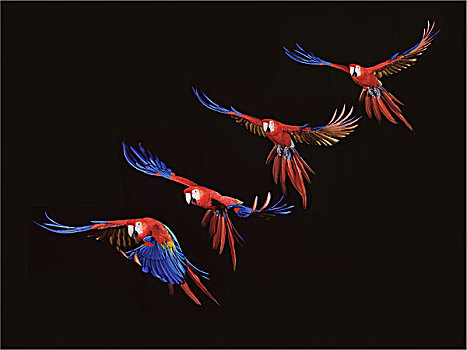 绯红金刚鹦鹉,飞行,黑色背景,移动,次序