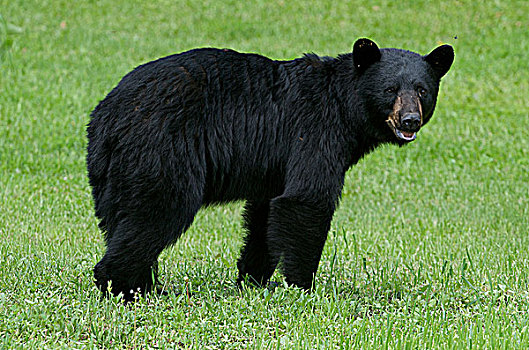 美洲黑熊摄影作品图片