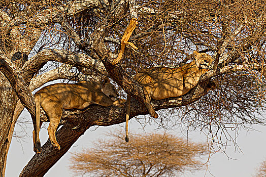 两个,狮子,放松,树上,塔兰吉雷国家公园,坦桑尼亚,非洲