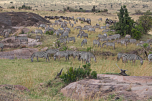 牧群,白氏斑马,马,斑马,迁徙,树林,马赛马拉国家保护区,肯尼亚
