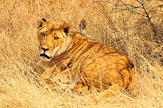 雌狮,狮子,高,草,埃托沙国家公园,纳米比亚,非洲