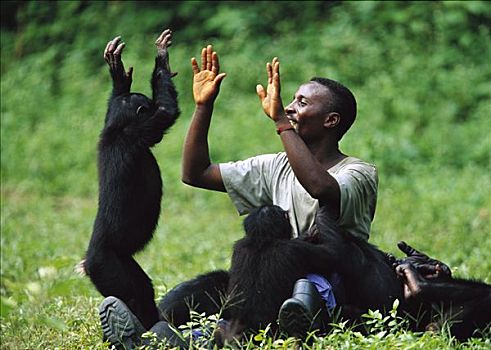 倭黑猩猩,群体,玩,看护,刚果