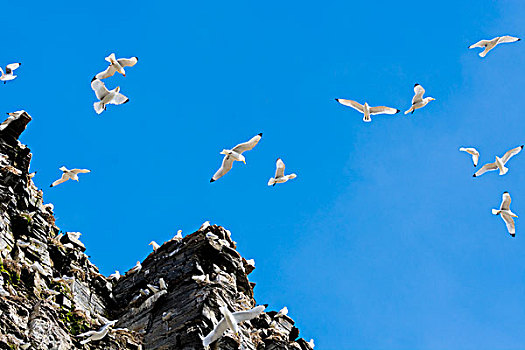挪威,斯瓦尔巴特群岛,黑脚三趾鸥,三趾鸥,生物群,悬崖