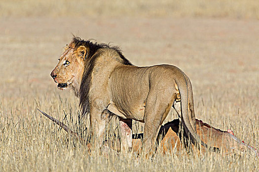 狮子,捕食,博茨瓦纳