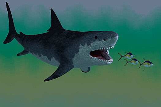 鲨鱼,攻击