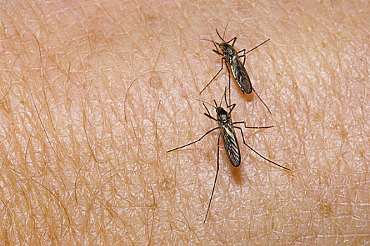 蚊子,两个,皮,咬,密歇根,美国,北美