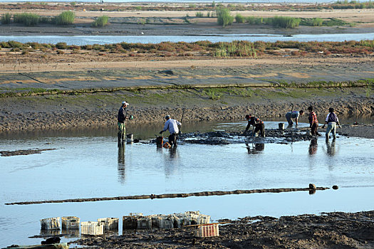 山东省日照市,农民两城河口挖蛏子,生态湿地成为致富聚宝盆
