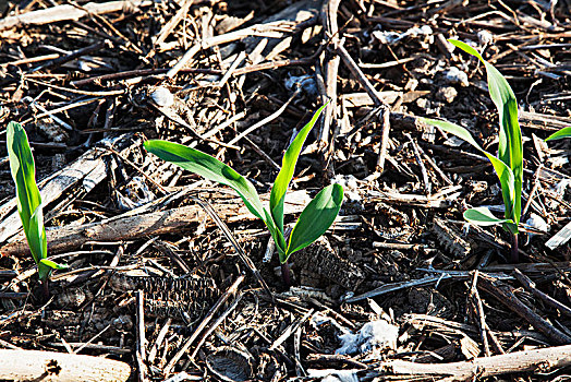 玉米,3-4岁,叶子,陆地,作物,棉花,英格兰,阿肯色州,美国