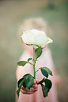 女孩,拿着,白色蔷薇