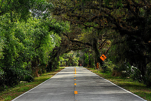 公路,通过,树林,佛罗里达,道路,美国