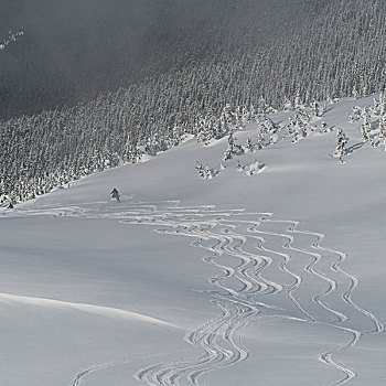滑雪轨迹,雪中,惠斯勒,不列颠哥伦比亚省,加拿大