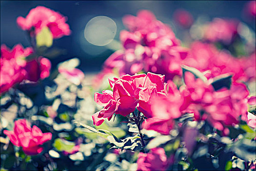 粉色,玫瑰,公园
