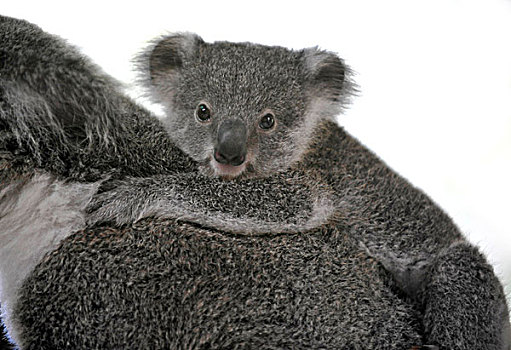树袋熊,幼兽,背影,昆士兰,澳大利亚