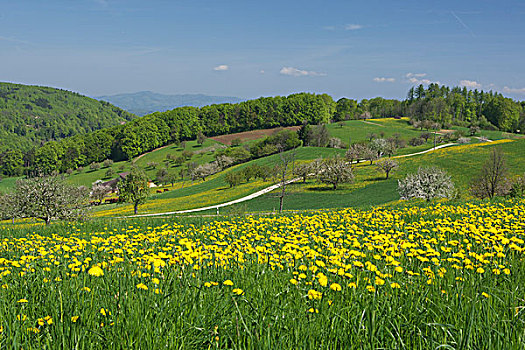 春天,风景,瑞士,欧洲