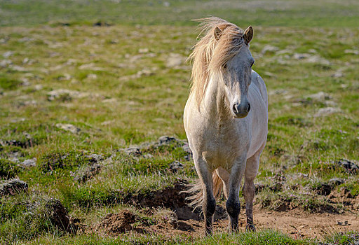 白色,冰岛马,草场,风,鬃毛,冰岛,欧洲