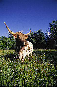 德克萨斯,长角牛,母牛