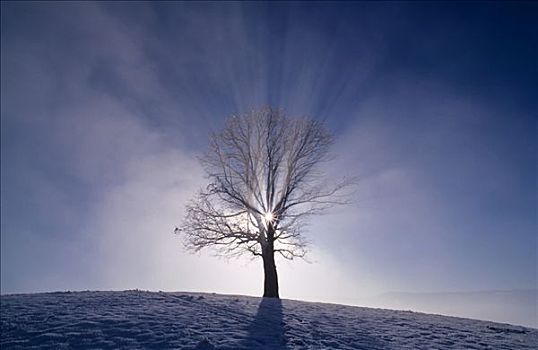 冬天,树,雾,太阳,光照