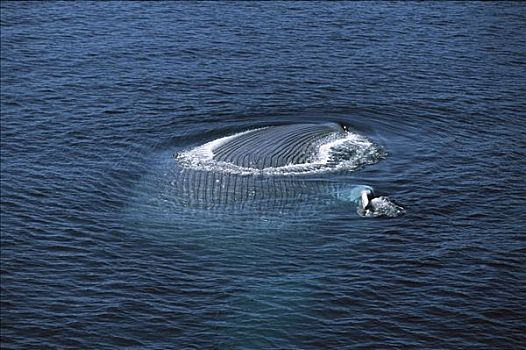 蓝鲸,喂食,展示,下面,褶皱,喉咙,科特兹海,加利福尼亚湾,墨西哥