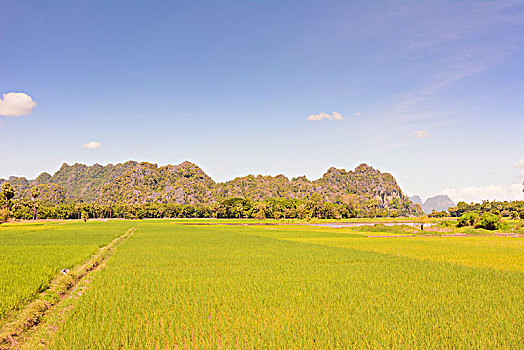 稻田,克伦邦,缅甸