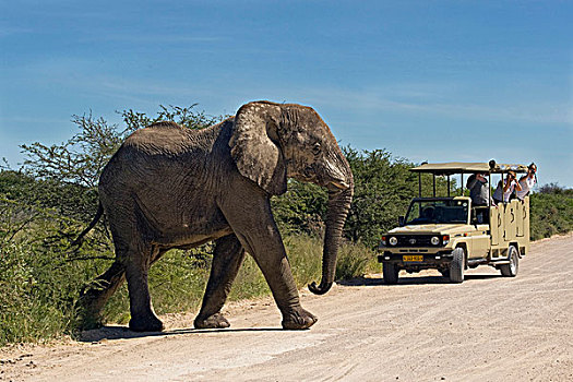 道路,正面,旅游,游戏,埃托沙国家公园,纳米比亚,非洲