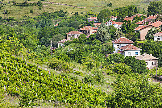 保加利亚,南方,山,乡村,葡萄园