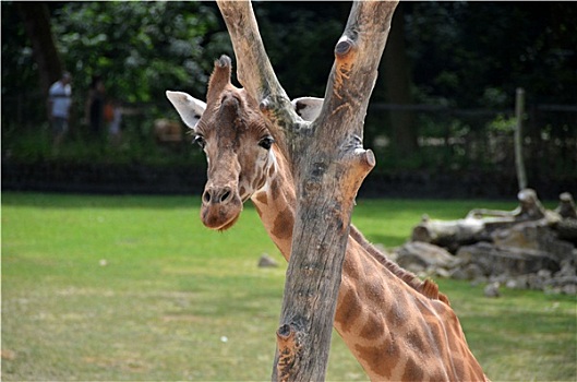长颈鹿,动物园