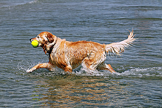 金毛猎犬,玩具,水