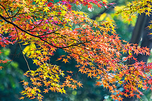 苏州大学校园秋天风景
