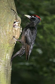 黑啄木鸟,雄性,鸟,中空,树