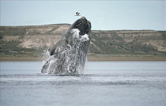 南露脊鲸,鲸跃,瓦尔德斯半岛,阿根廷
