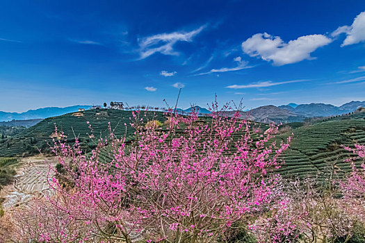 福建省,漳平市,永福,阿里山,樱花园,自然环境