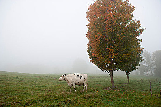 美国,佛蒙特州,母牛,晨雾