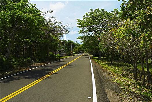 树,道路,圣安德烈斯岛,哥伦比亚