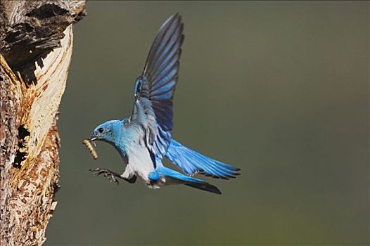 山,蓝知更鸟,雄性,降落,捕食,落基山国家公园,科罗拉多,美国