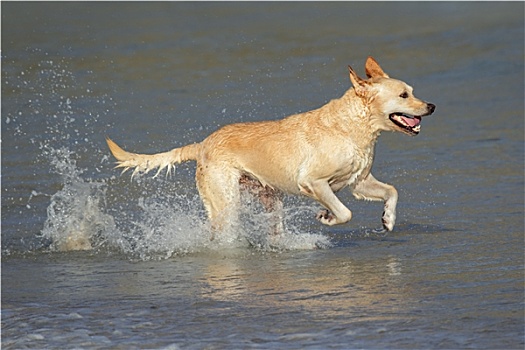 跑,金毛猎犬