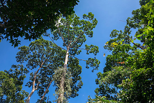 马来西亚婆罗洲沙巴山打根,丛林的大树