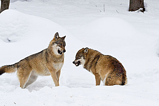 欧洲,狼,一对,争斗,一个,牙齿,巴伐利亚森林国家公园,德国