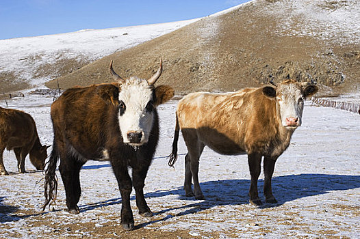 蒙古,靠近,乌兰巴托,牛,冬天